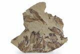Fossil Fish (Gosiutichthys) Mortality Plate - Wyoming #357184-3